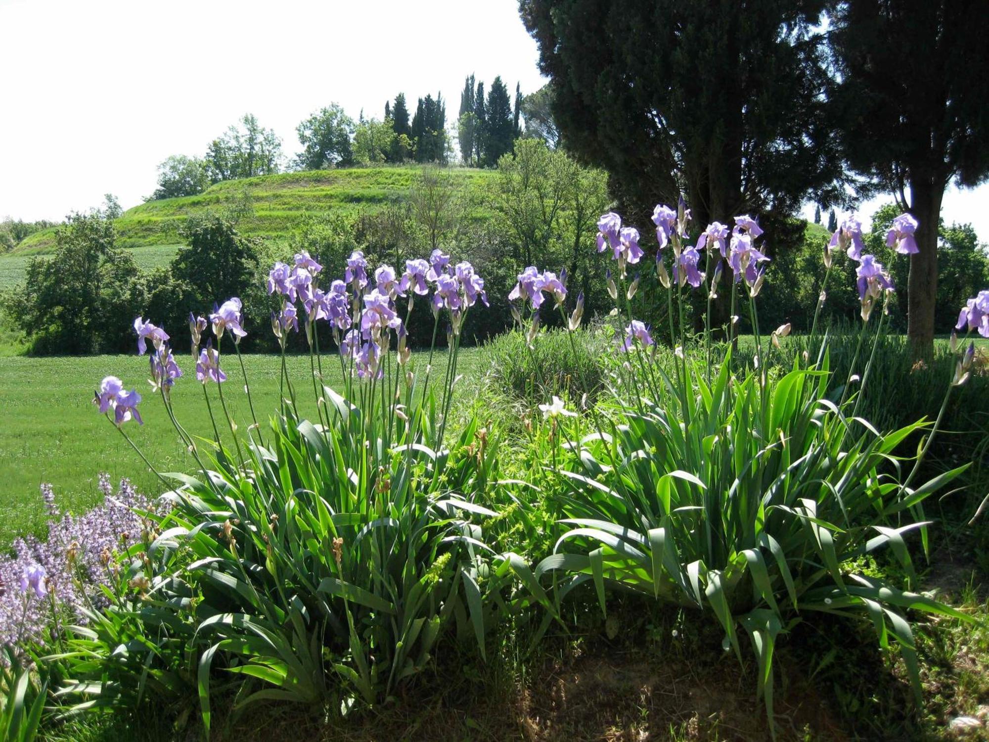 Agriturismo Il Caio Cetona Bagian luar foto