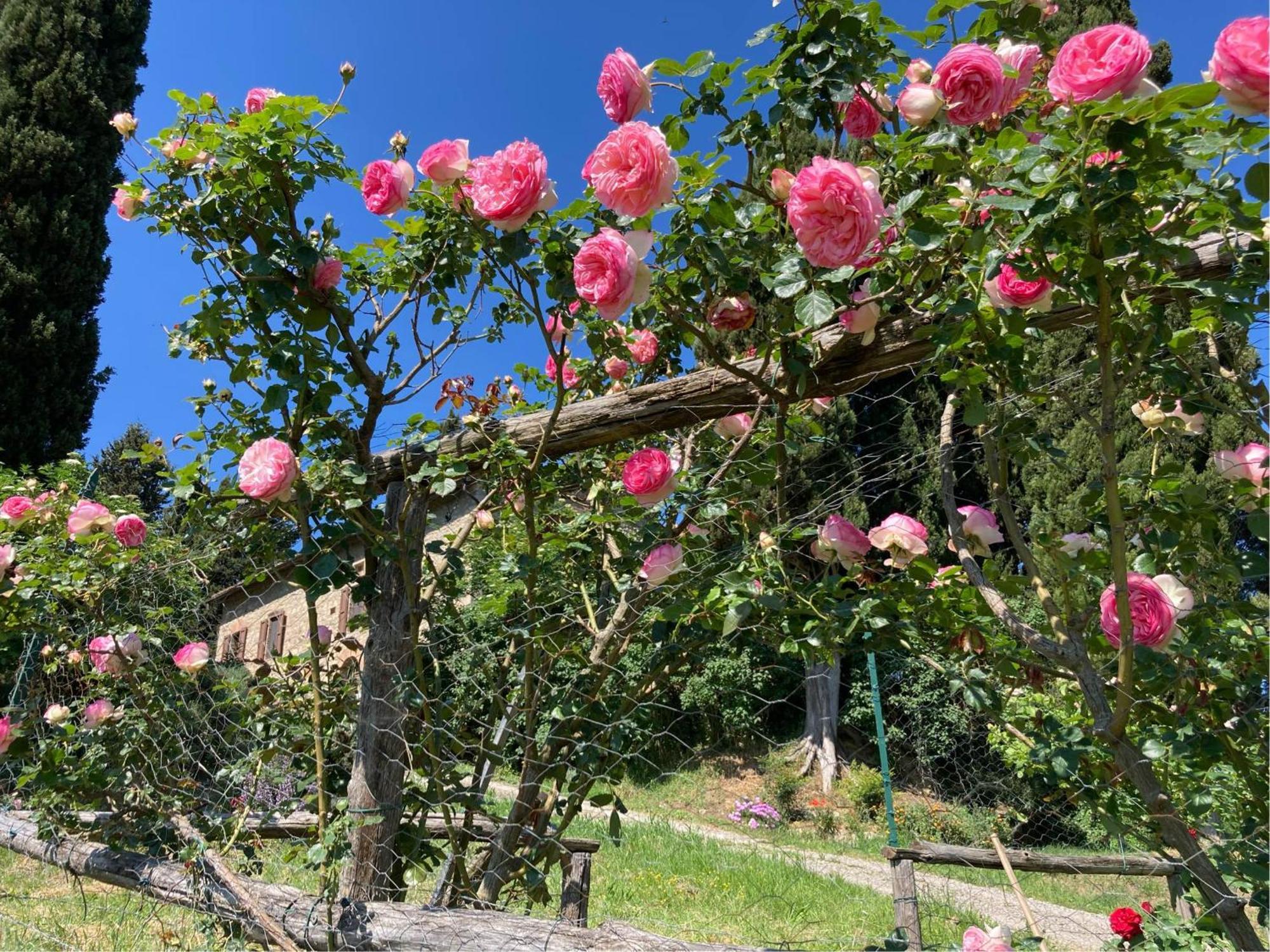 Agriturismo Il Caio Cetona Bagian luar foto